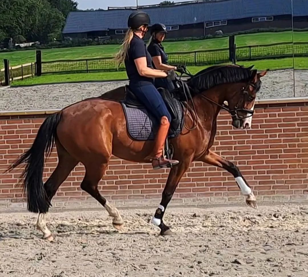 KWPN dressuurpaard Merrie 7 years old Bruin for sale - Photo 2