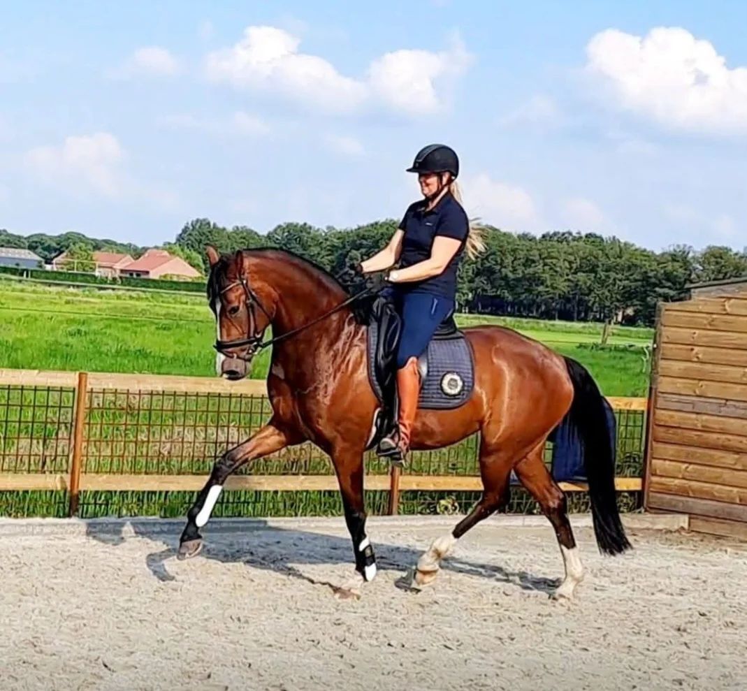 KWPN dressuurpaard Merrie 7 years old Bruin for sale - Photo 6