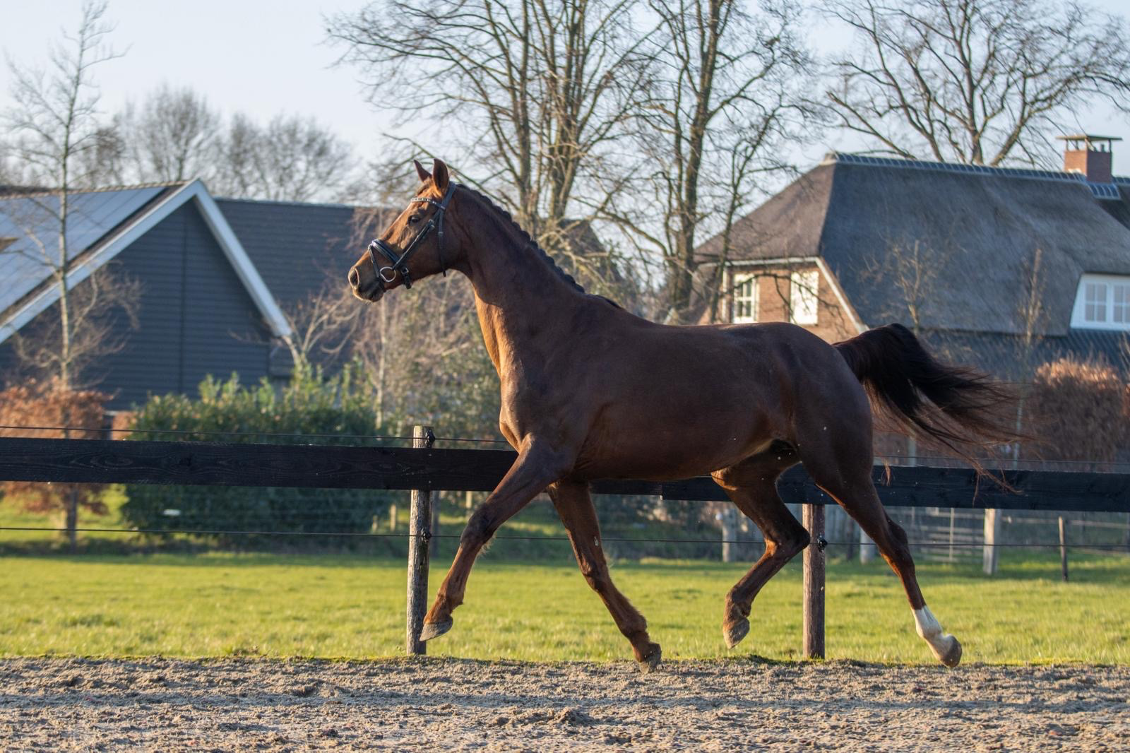 kwpn dressuurpaard merrie 9 años vos en venta - Foto 4