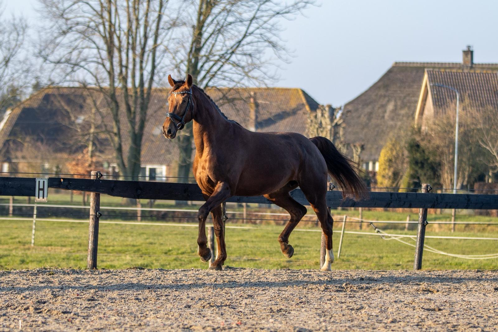 kwpn dressuurpaard merrie 9 años vos en venta - Foto 3