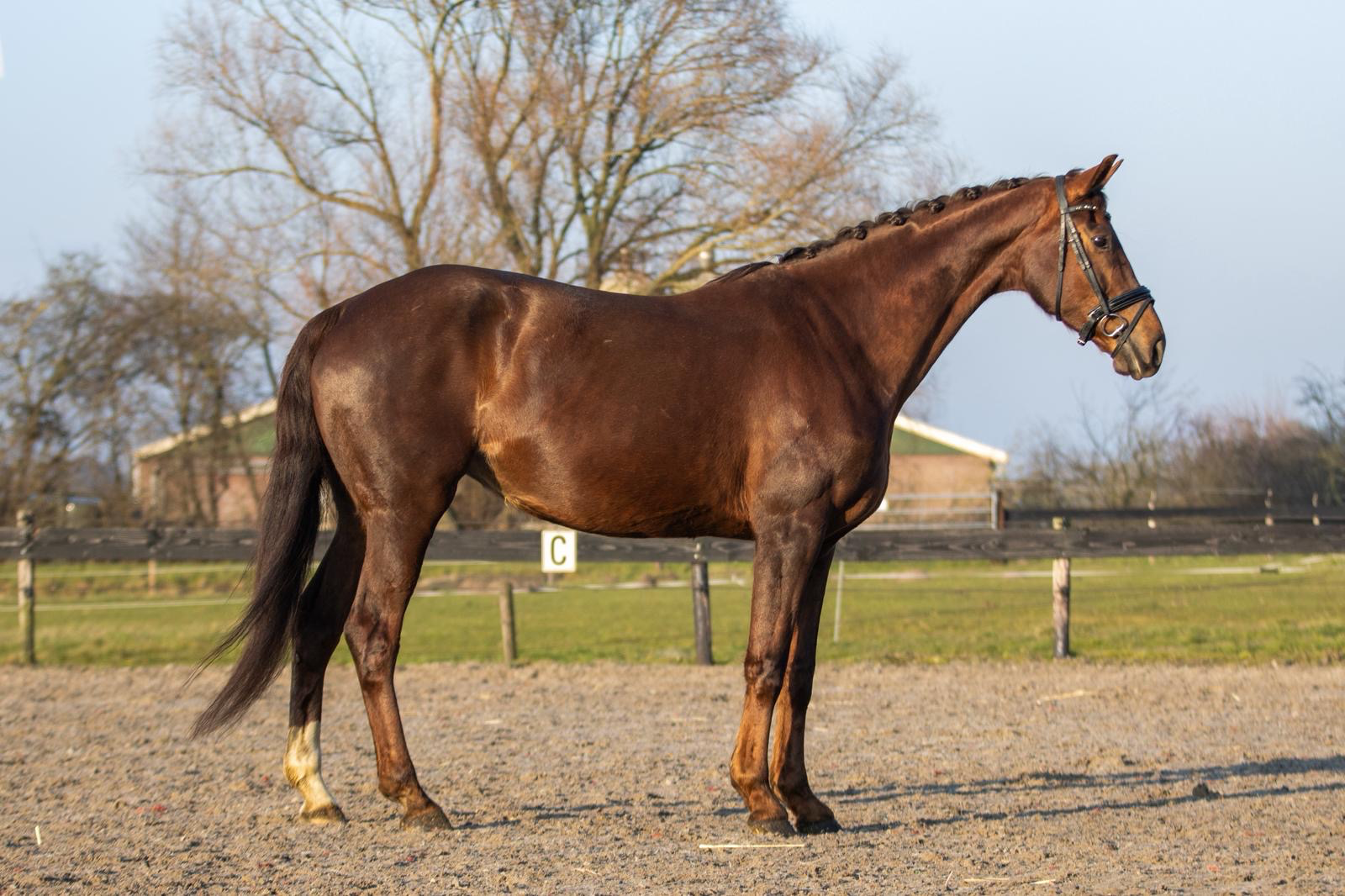 kwpn dressuurpaard merrie 9 años vos en venta - Foto 2