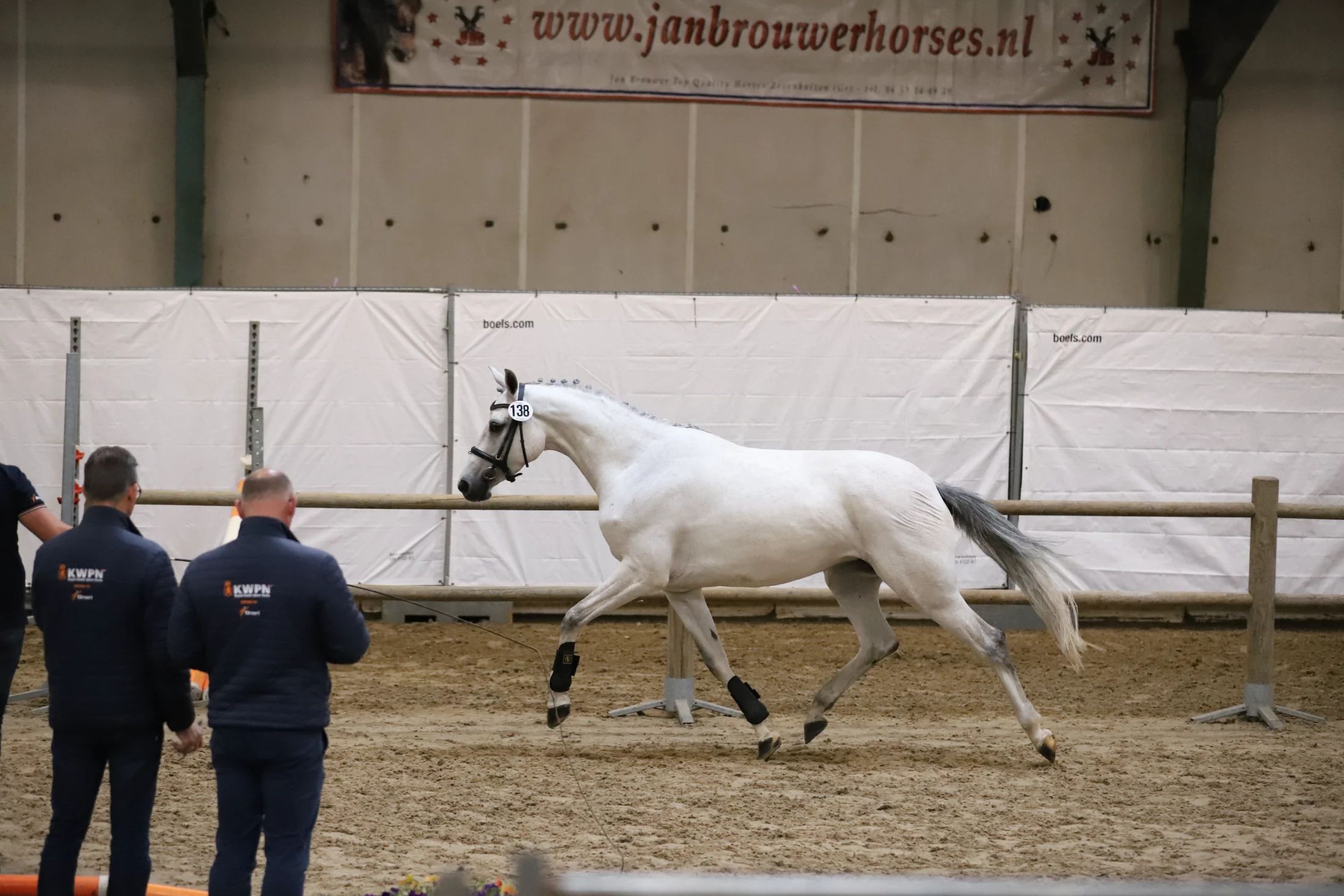 kwpn springpaard merrie 6 ani schimmel de vânzare - Foto principală
