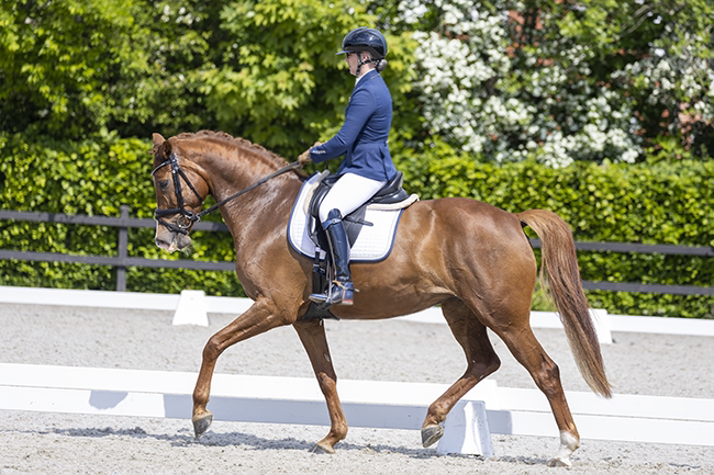 kwpn dressuurpaard merrie 10 år vos till salu - Foto 2