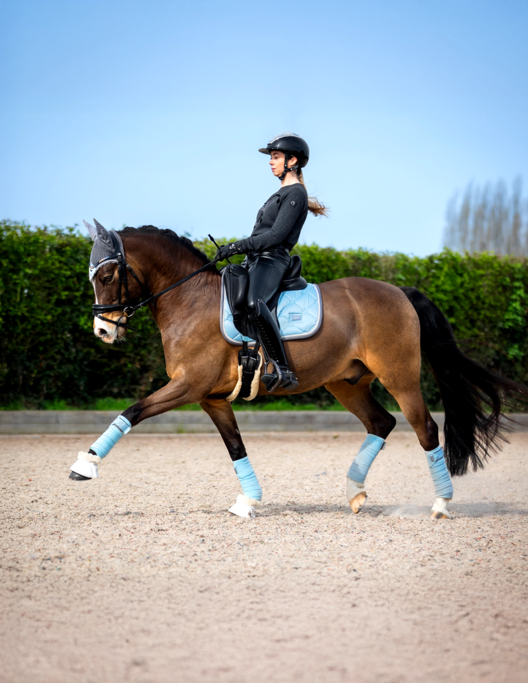 Duitse rijpony dressuurpony Ruin 9 jaar Andere te koop - Hoofdfoto