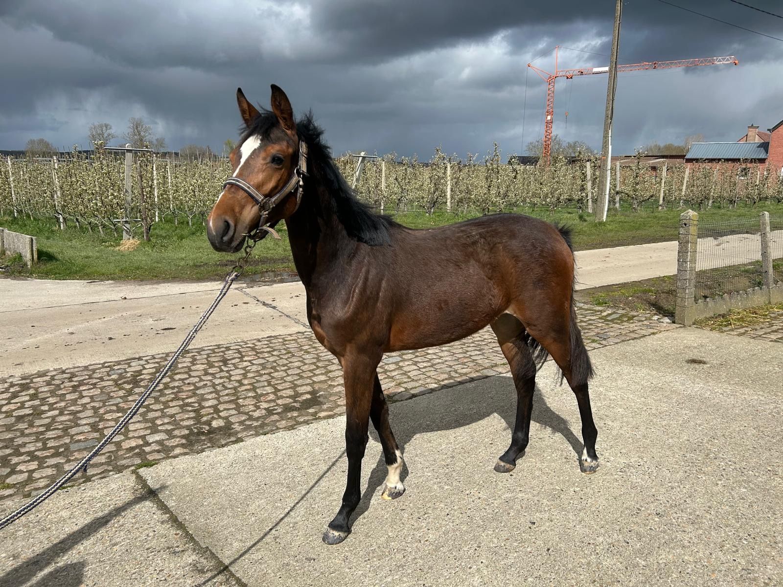 kwpn springpaard merrie 1 ani bruin de vânzare - Foto 2