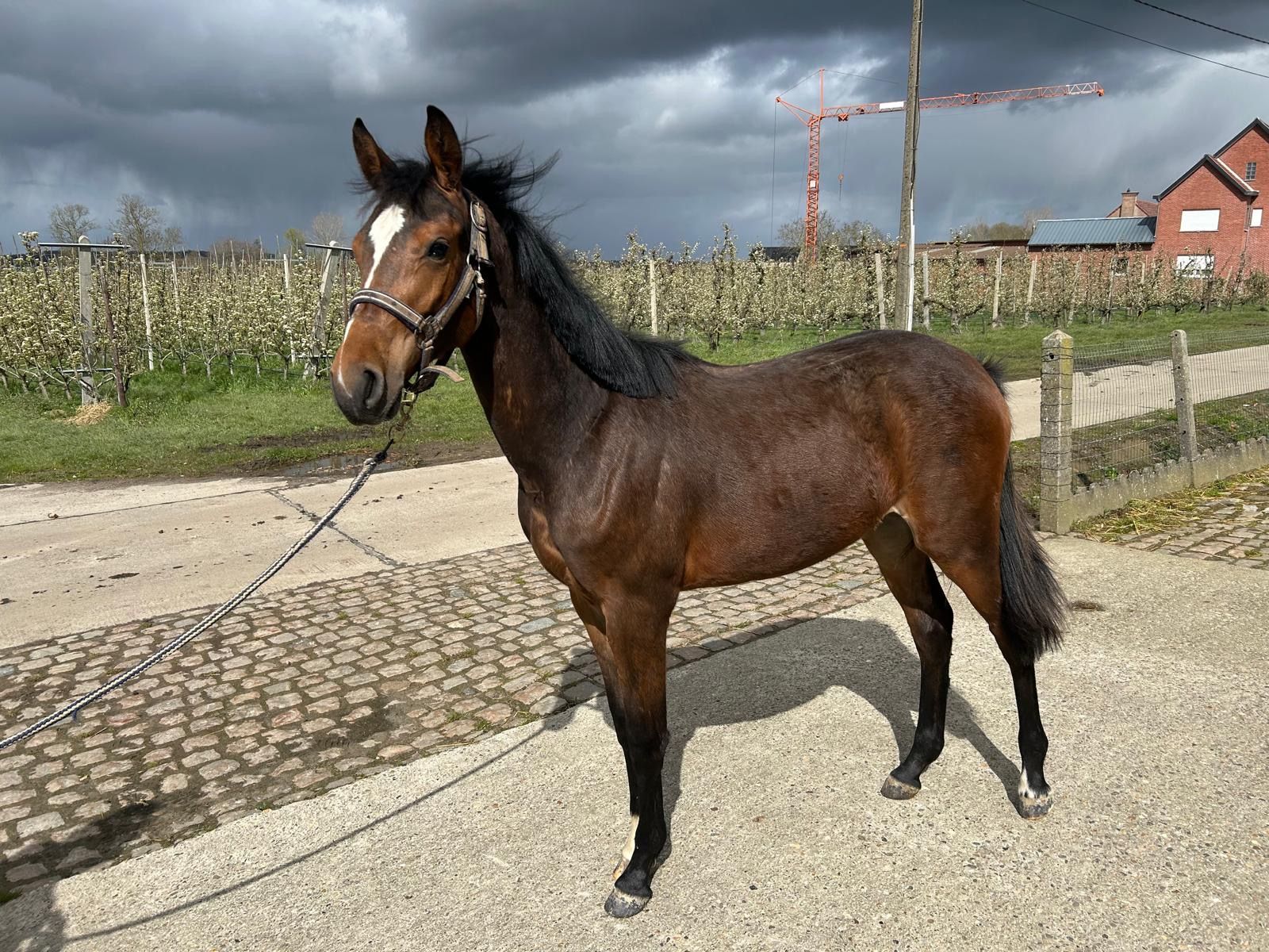 kwpn springpaard merrie 1 ani bruin de vânzare - Foto 3