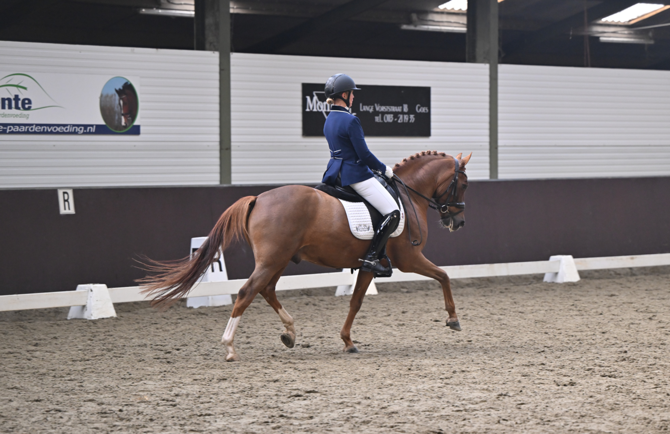 new-forest dressuurpony ruin 10 jaar vos te koop - Foto 3
