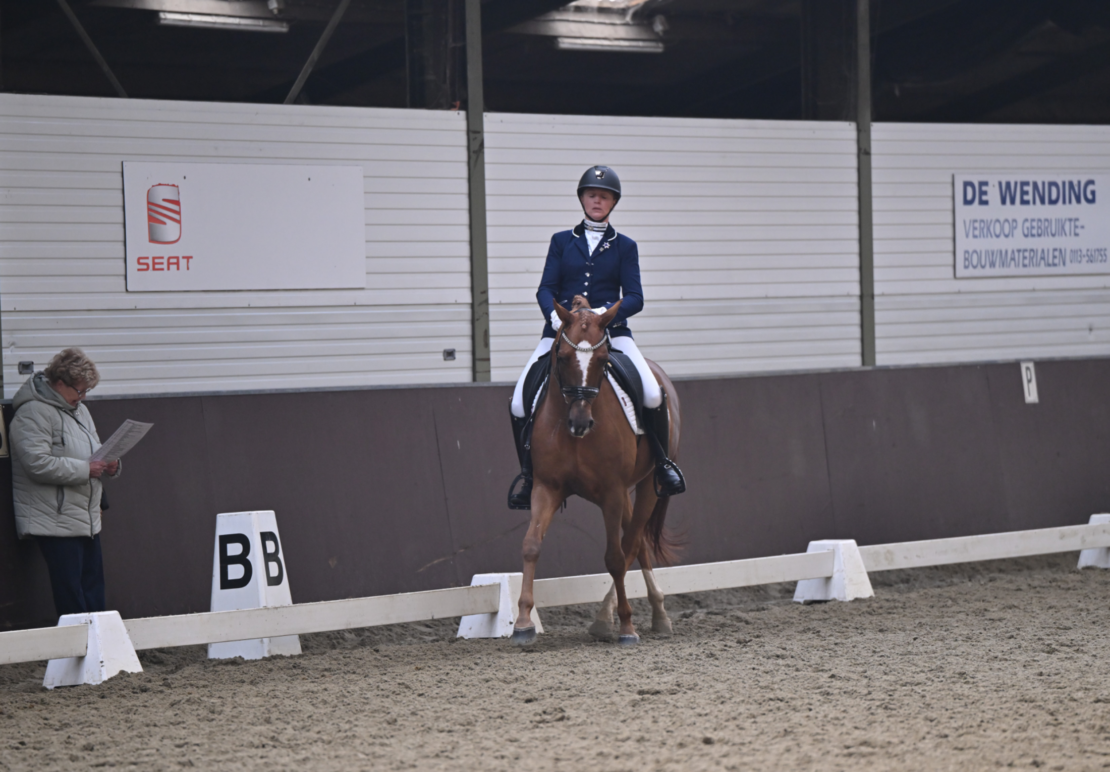 new-forest dressuurpony ruin 10 jaar vos te koop - Foto 4