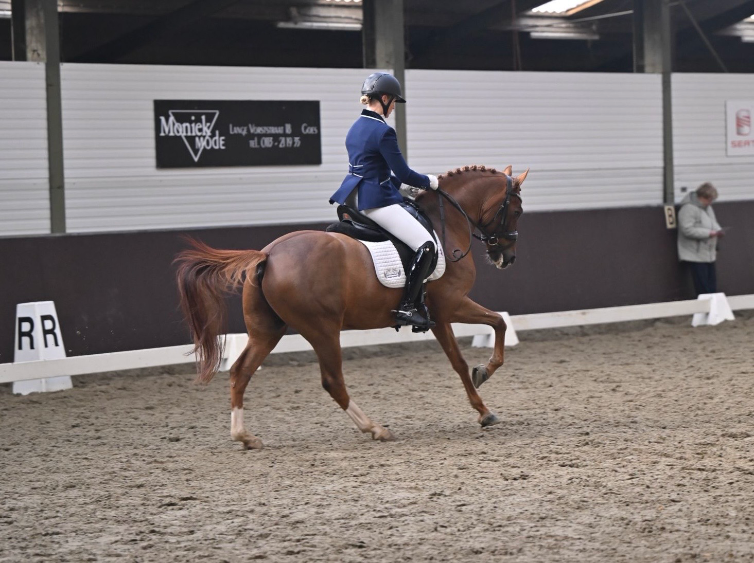 new-forest dressuurpony ruin 10 jaar vos te koop - Foto 2