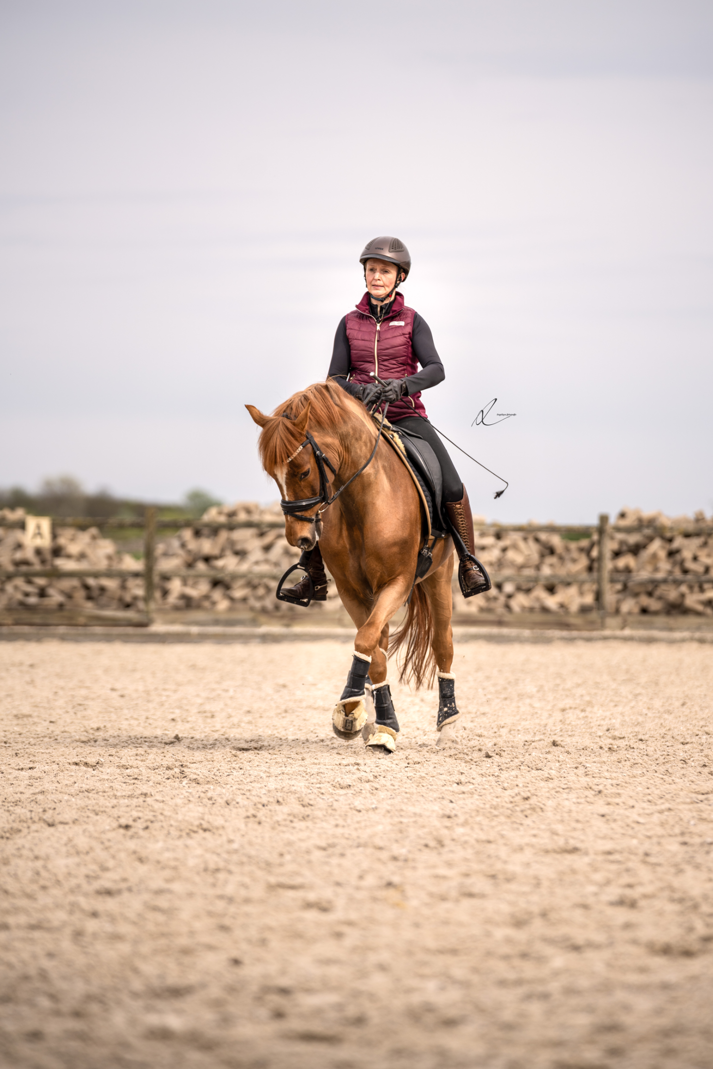 new-forest dressuurpony ruin 10 jaar vos te koop - Foto 5