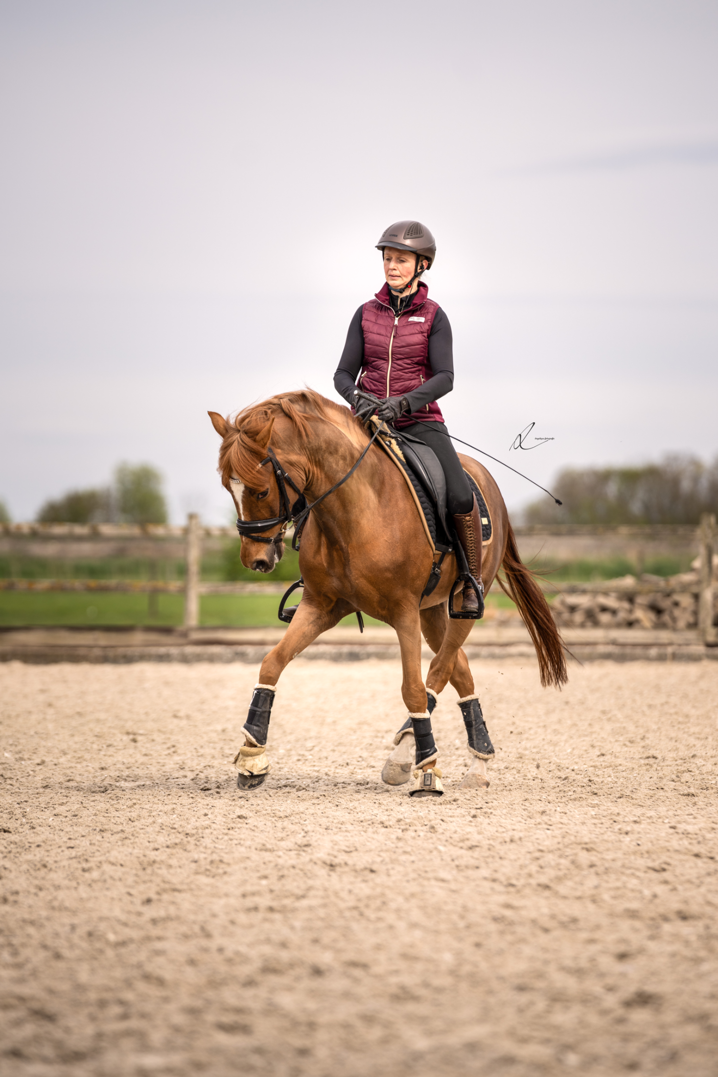 new-forest dressuurpony ruin 10 jaar vos te koop - Foto 6