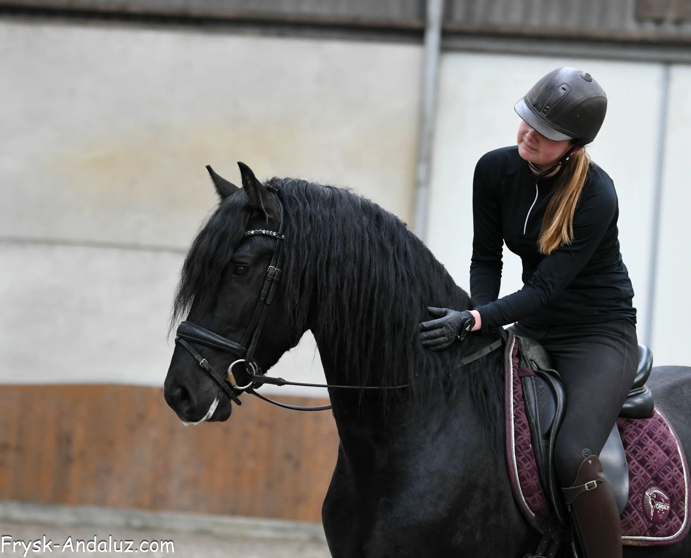 allround-fries hengst 3 years old zwart for sale - Photo 3