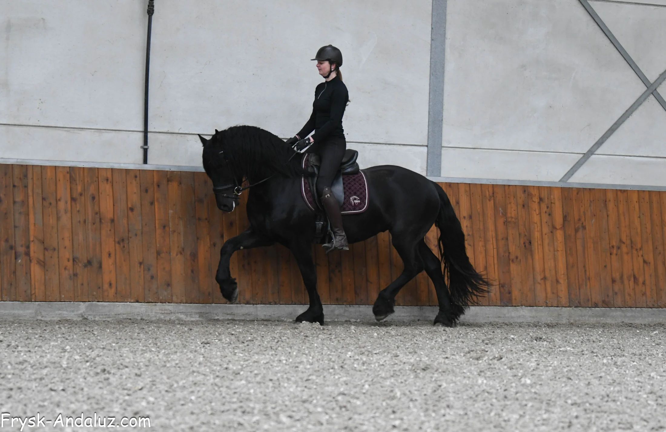 allround-fries hengst 3 years old zwart for sale - Photo 5