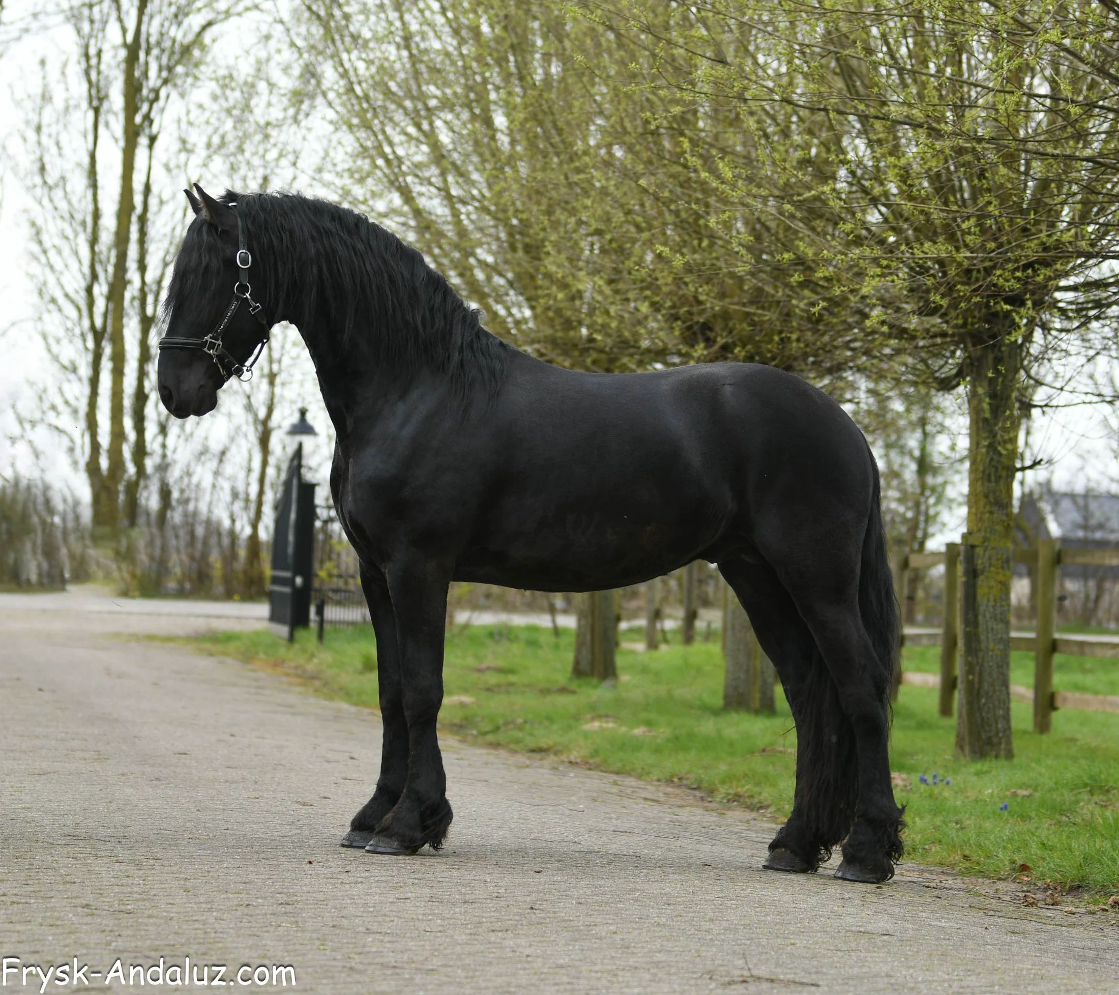 allround-fries hengst 3 years old zwart for sale - Photo 6