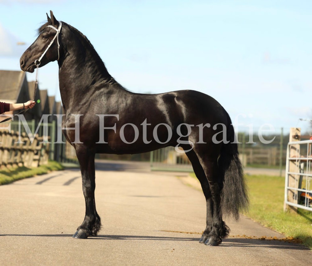 dressuurpaard hengst 3 ani zwart de vânzare - Foto 2