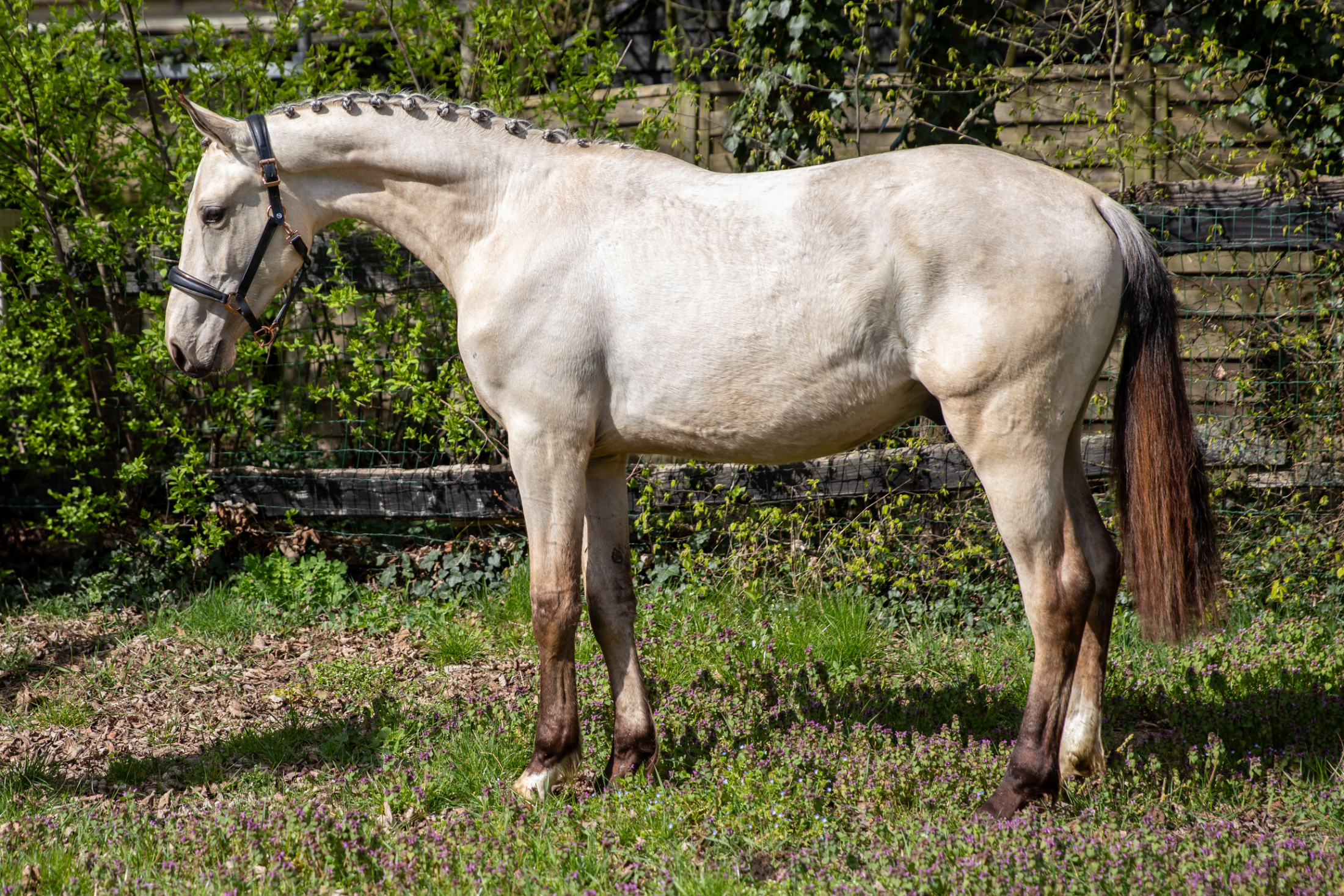 KWPN dressuurpaard Hengst 2 歳 andere-kleur 売り出し中 - 写真 2