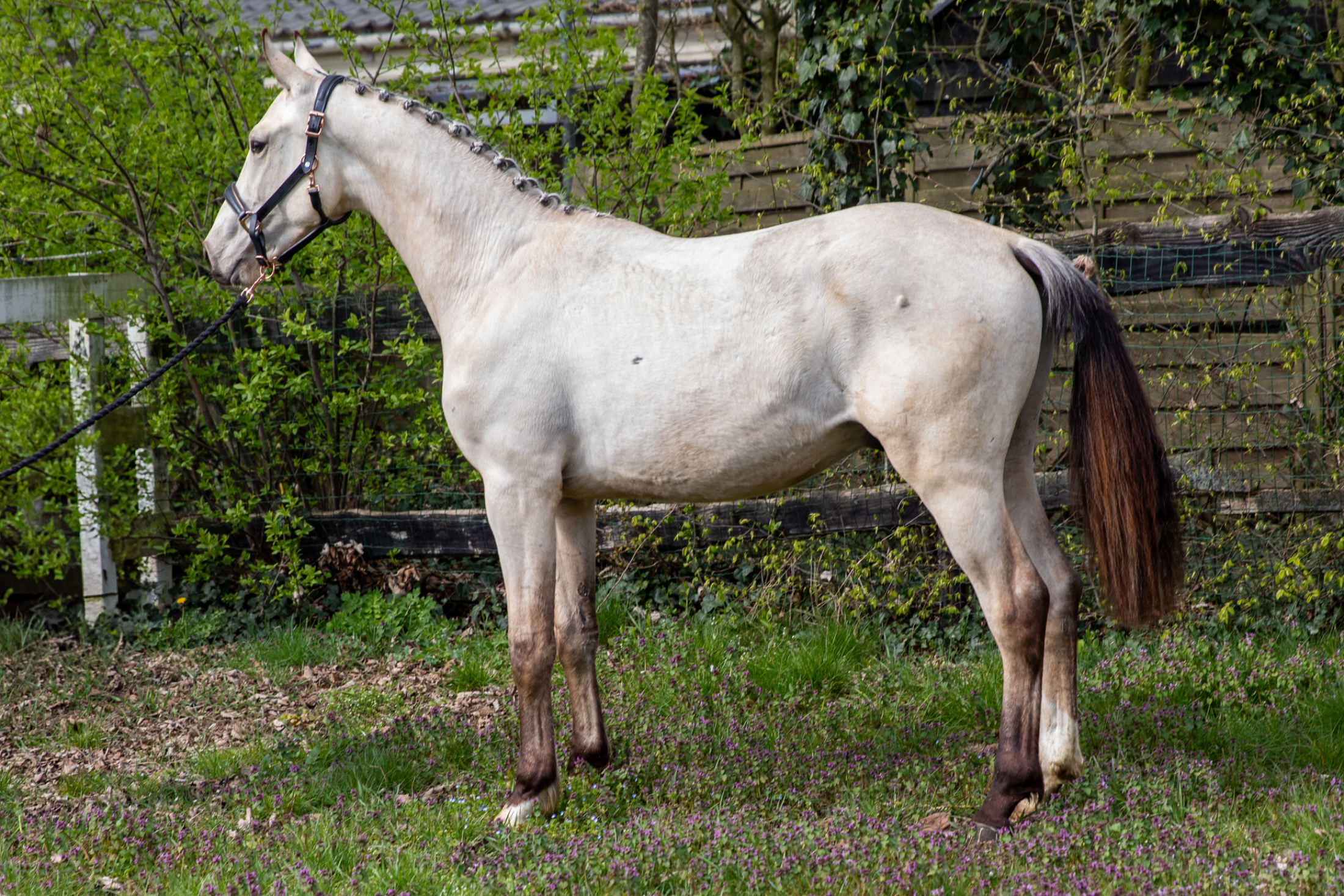 KWPN dressuurpaard Hengst 2 歳 andere-kleur 売り出し中 - 写真 4