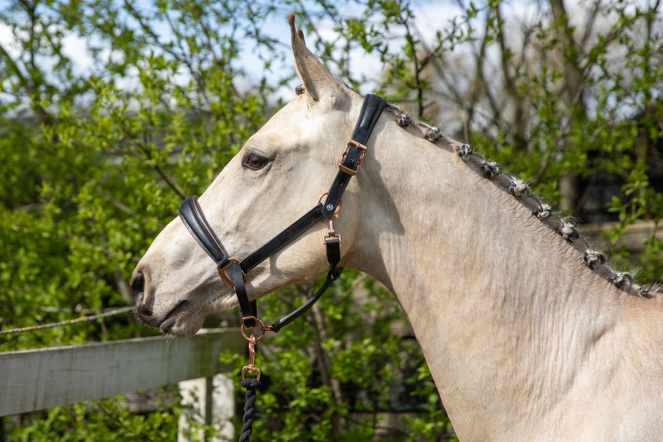 KWPN dressuurpaard Hengst 2 歳 andere-kleur 売り出し中 - 写真 3