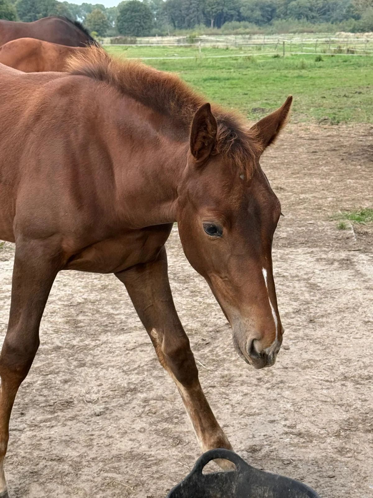 Caballo joven