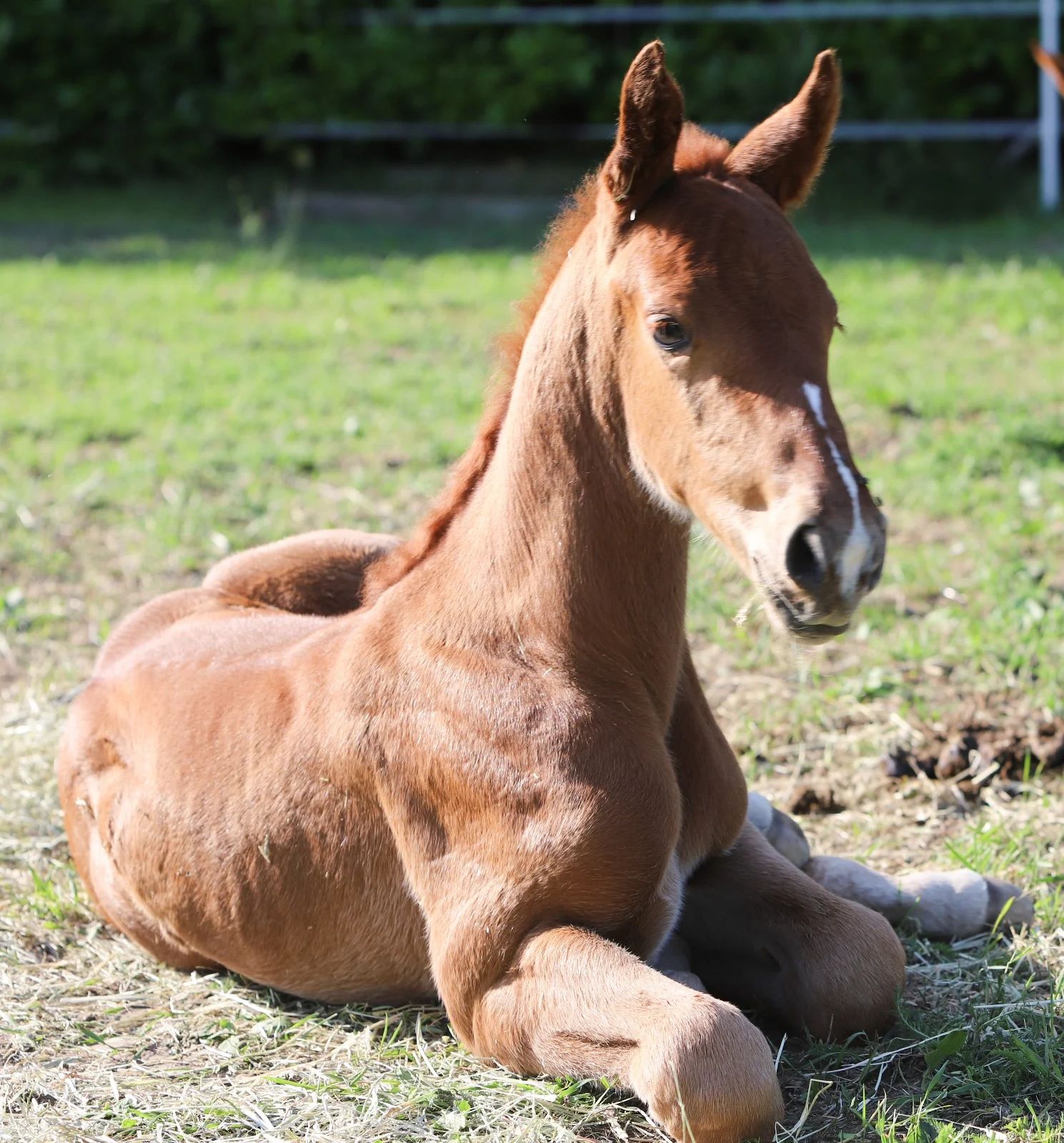 zangersheide springpaard merrie 1 años vos en venta - Foto 2