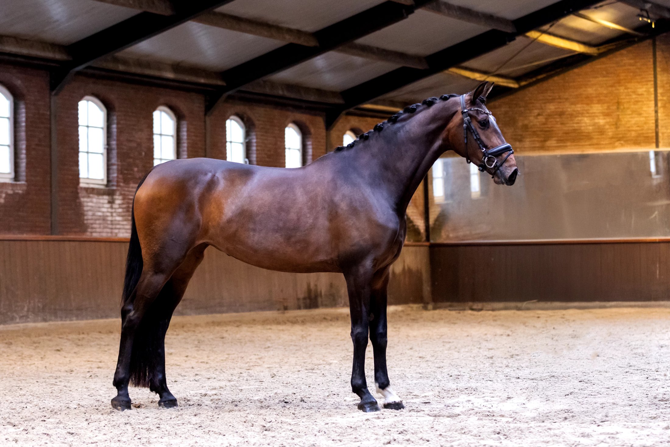 KWPN dressuurpaard merrie 4 years old Bruin for sale - Photo 2