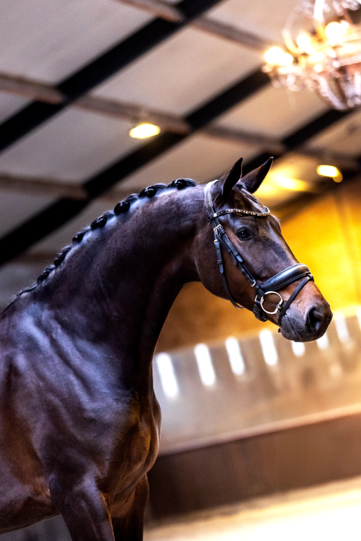 KWPN dressuurpaard Merrie 9 years old Donkerbruin for sale - Photo 3