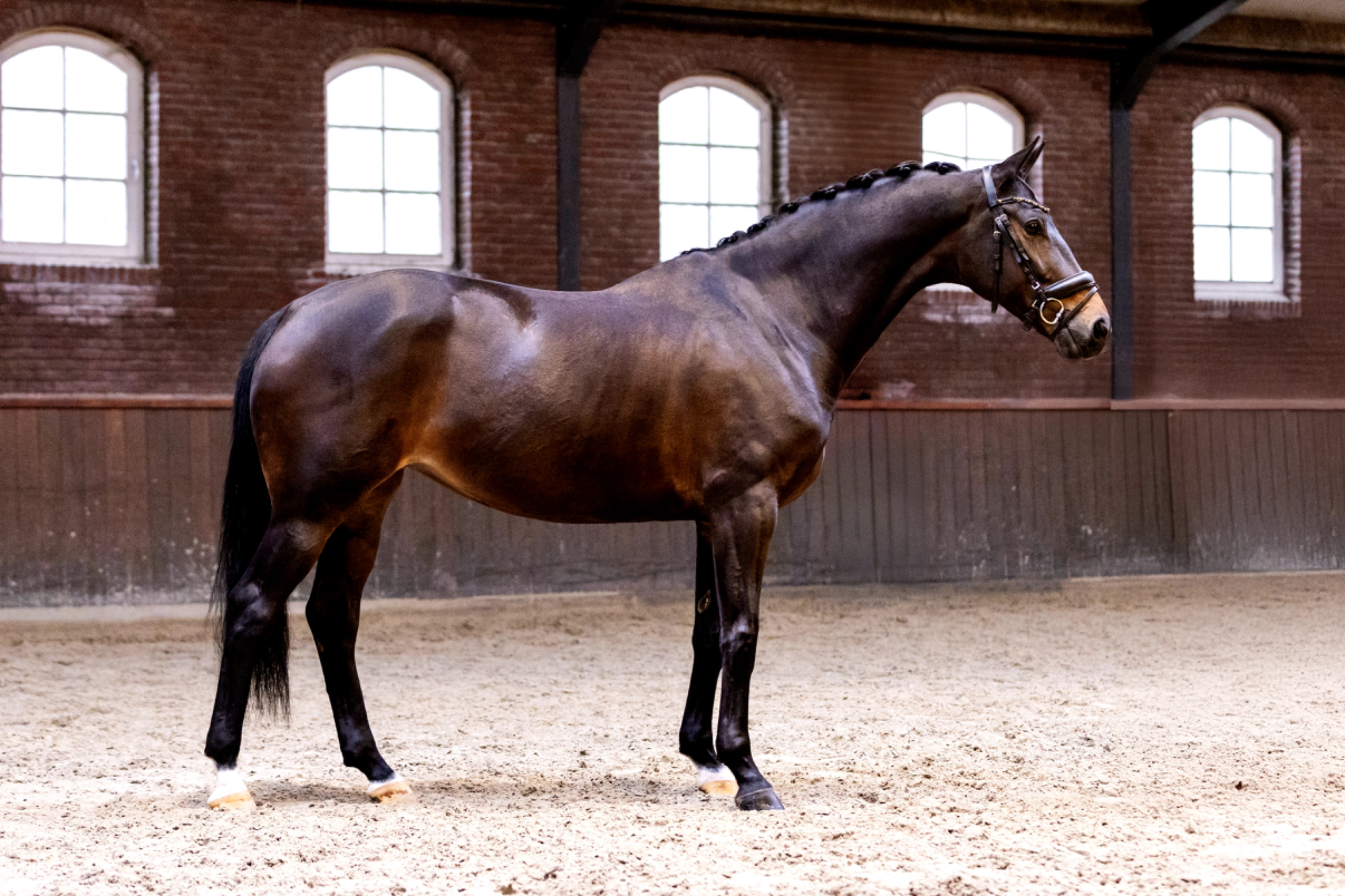 KWPN dressuurpaard Merrie 9 years old Donkerbruin for sale - Photo 2