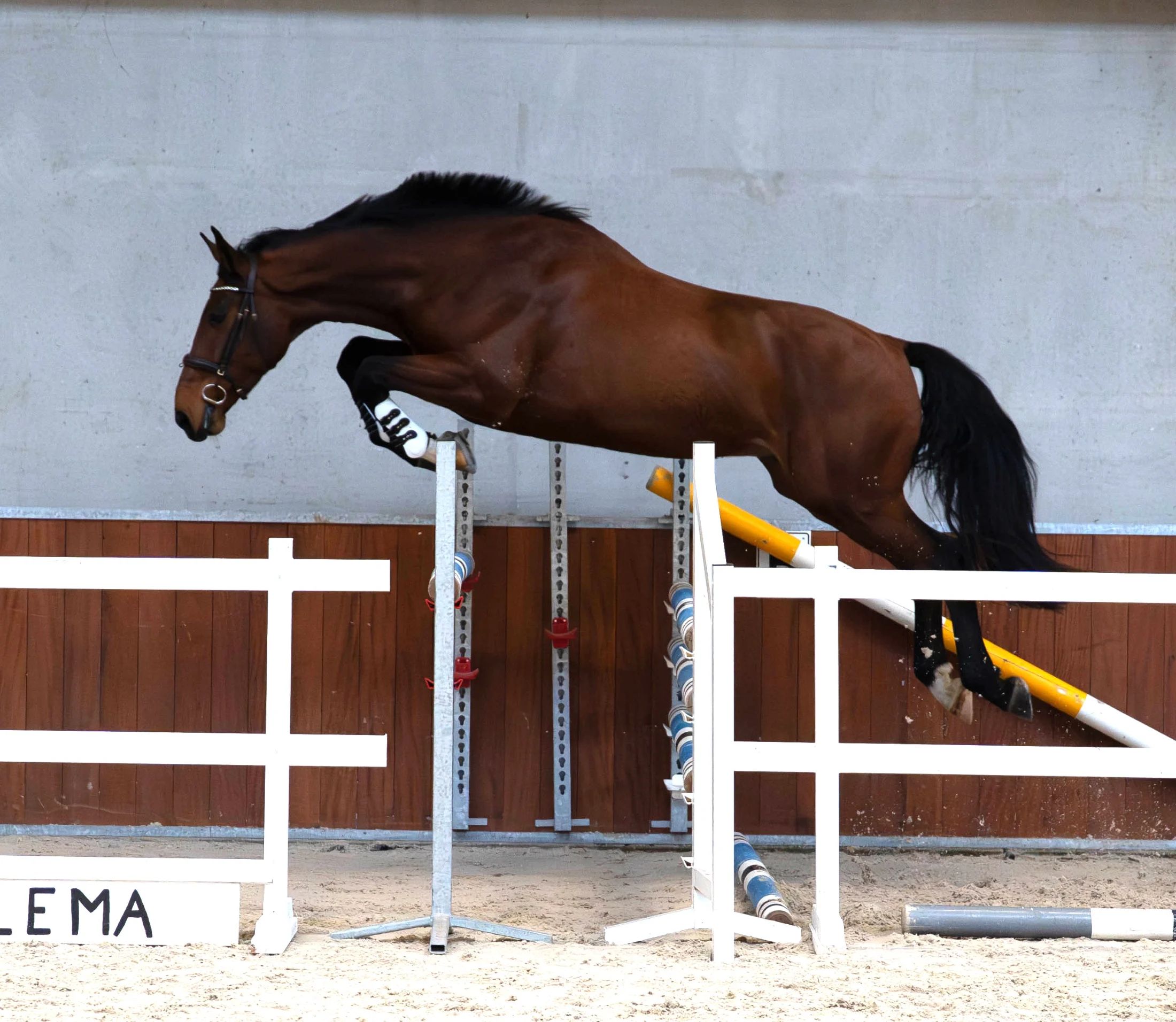 ⭐ Super Star SPE ( Impressive VDL * Jupilot * Jackson) Betrouwbare allrounder met gouden karakter