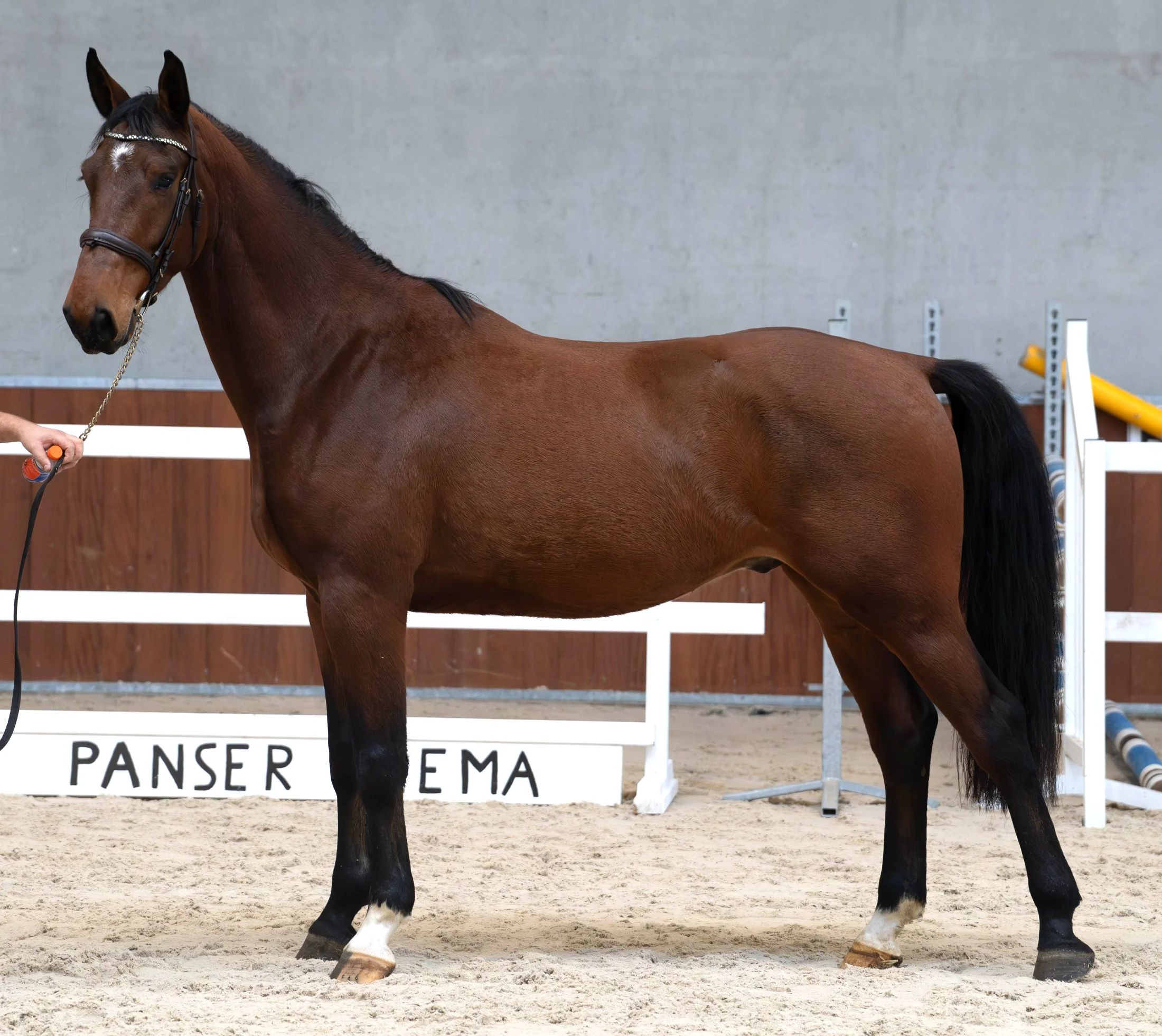 KWPN springpaard Ruin 4 jaar Bruin te koop - Foto 3