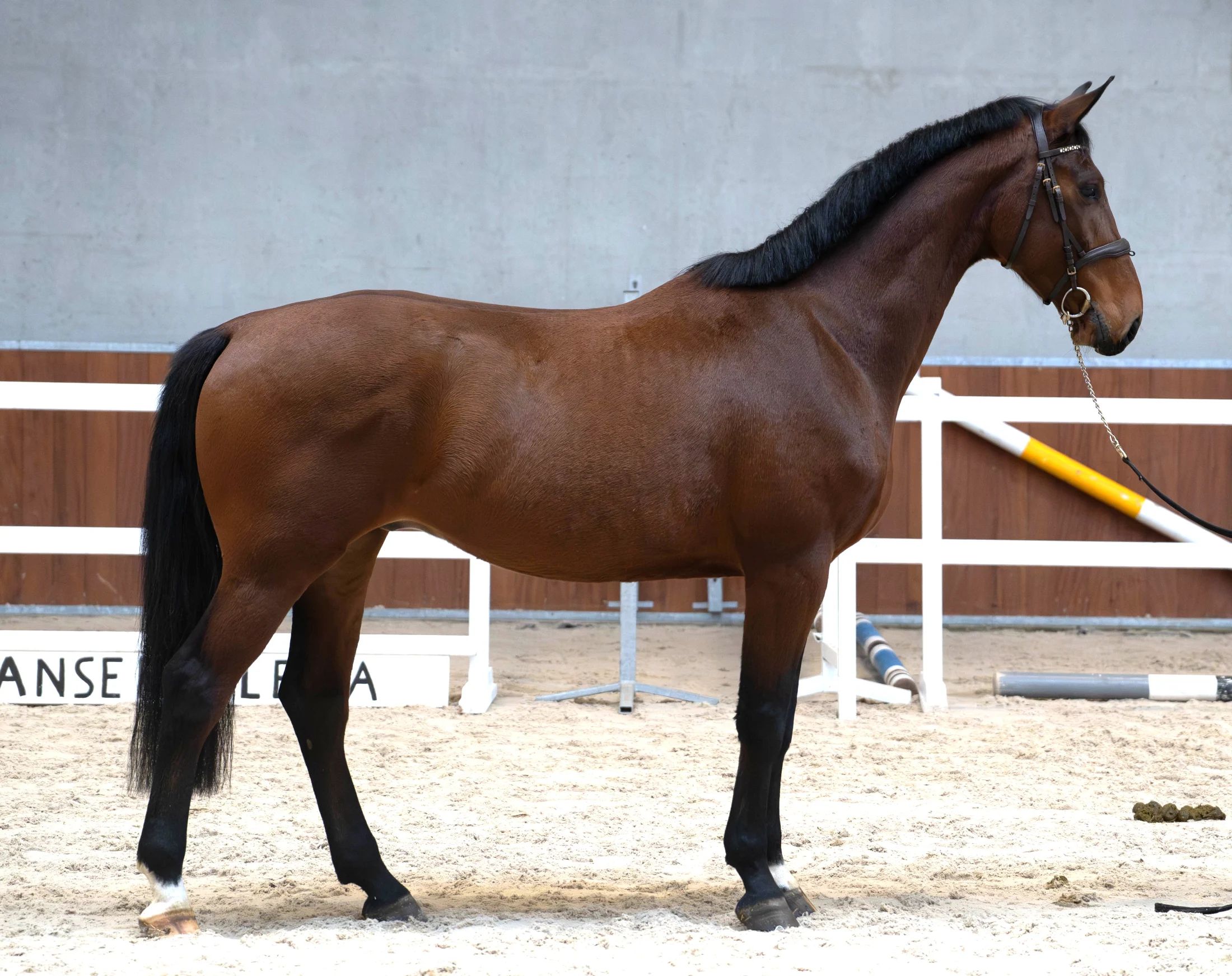 KWPN springpaard Ruin 4 jaar Bruin te koop - Foto 4