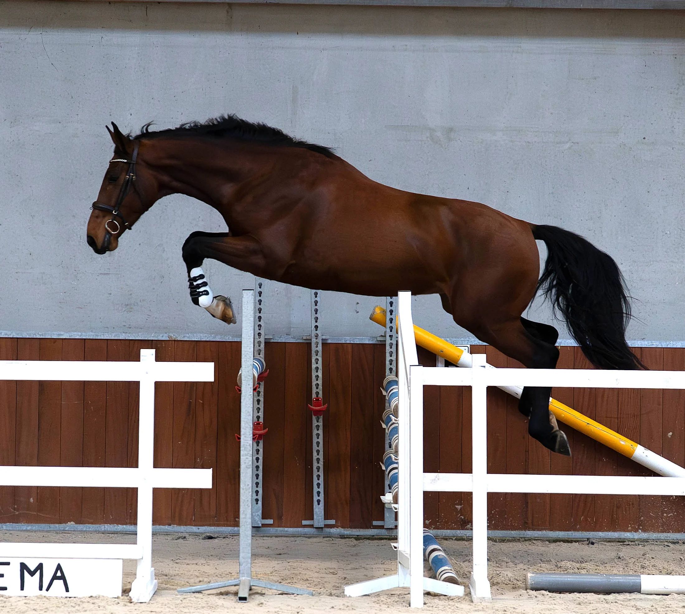 KWPN springpaard Ruin 4 jaar Bruin te koop - Foto 5