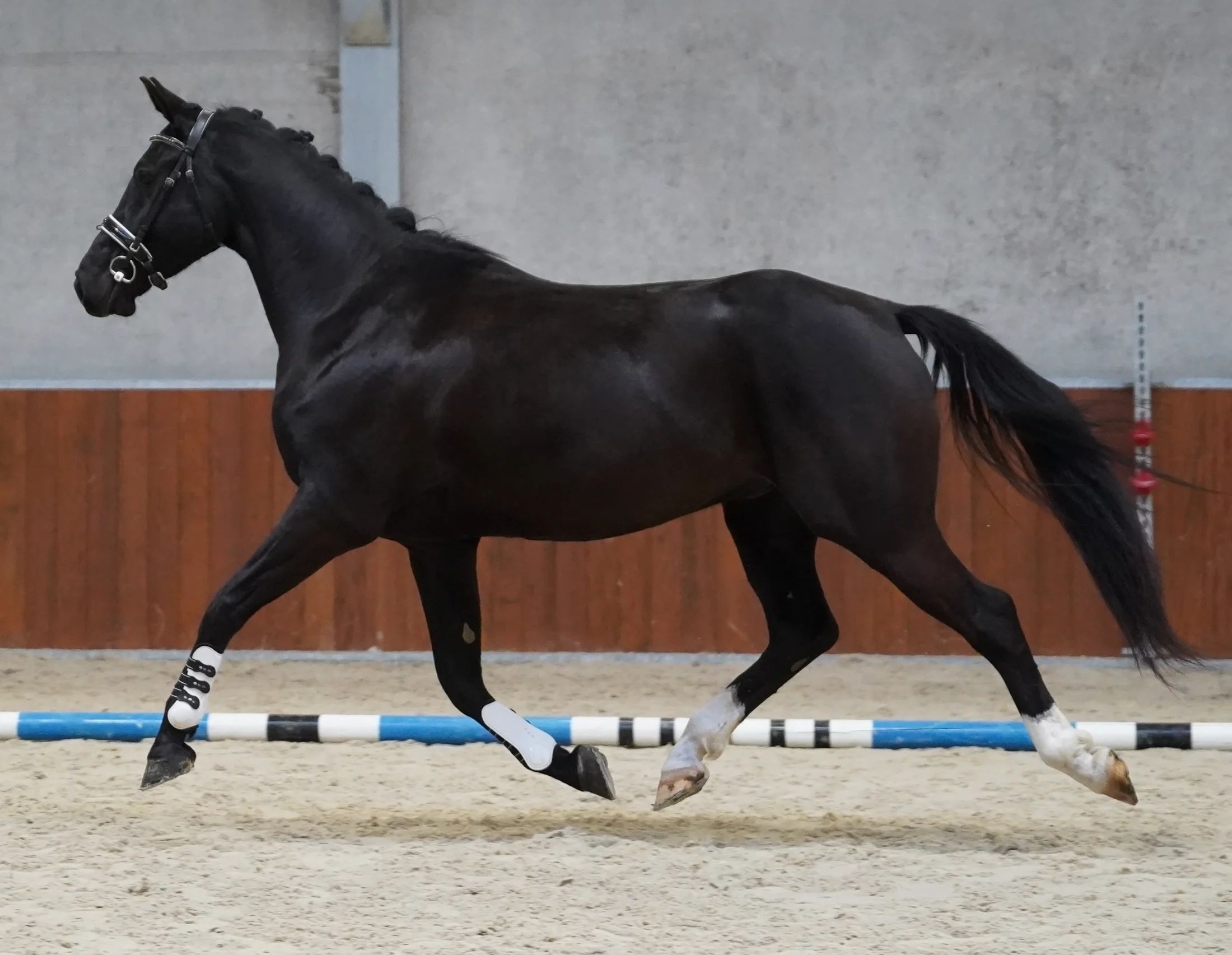 KWPN dressuurpaard Ruin 4 lat Zwart na sprzedaż - Zdjęcie 3