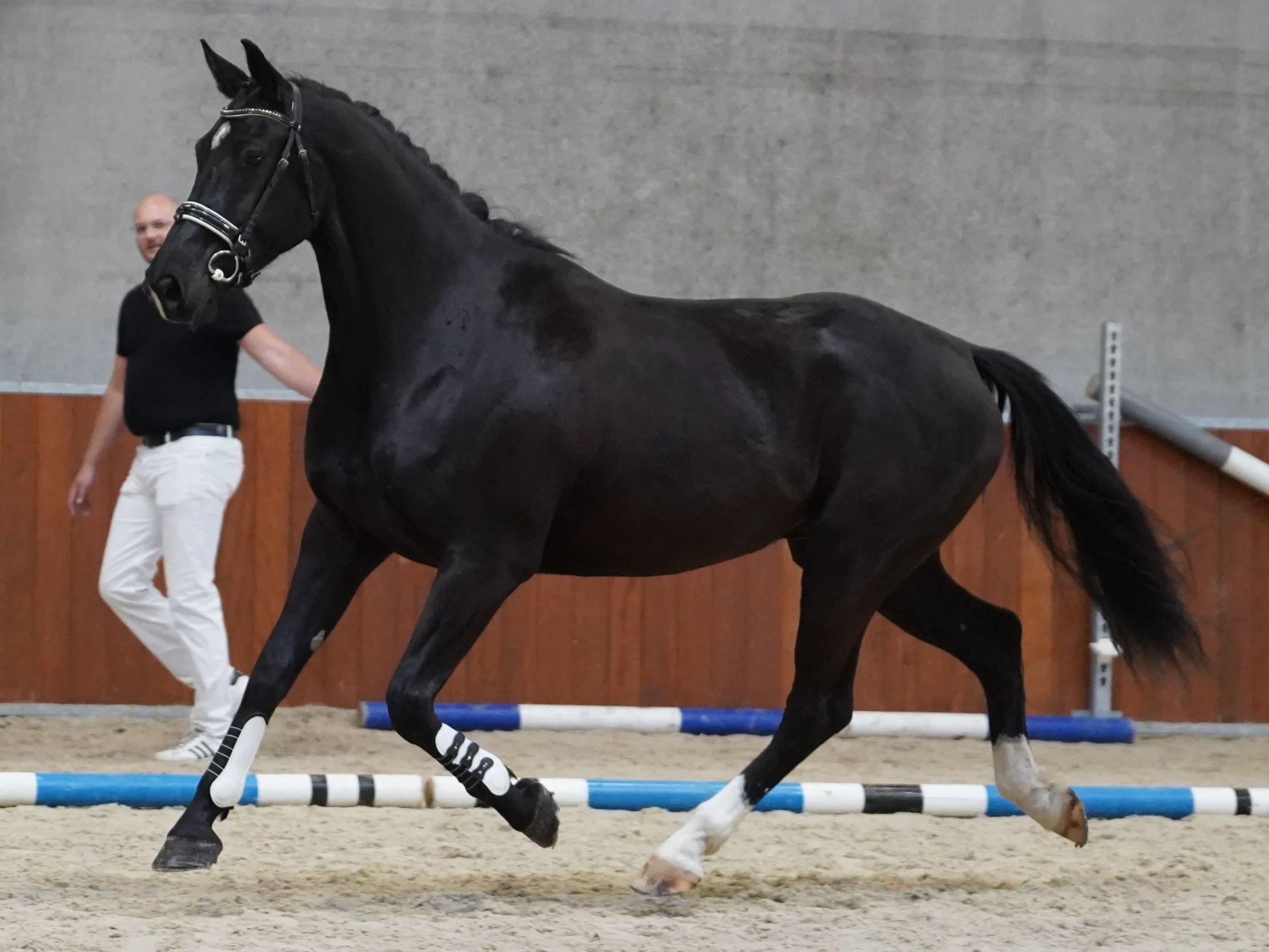 KWPN dressuurpaard Ruin 4 lat Zwart na sprzedaż - Zdjęcie 2