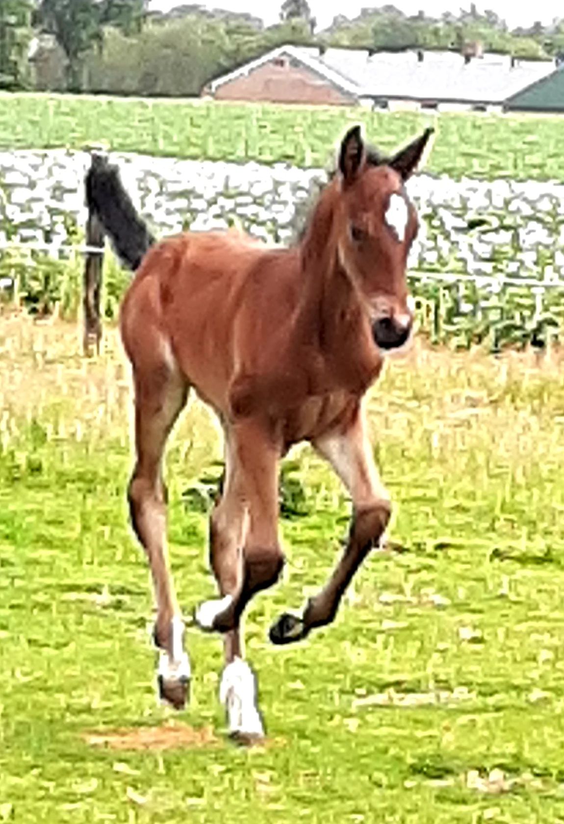 kwpn paard ruin 7 Jahre alt bruin zu verkaufen - Hauptfoto