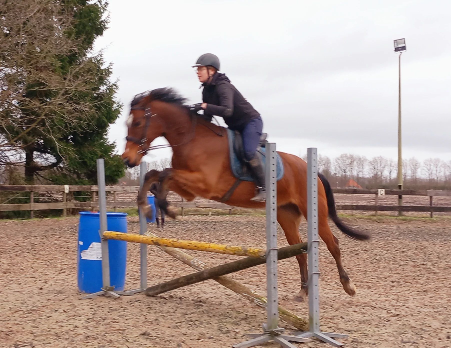 kwpn paard ruin 7 Jahre alt bruin zu verkaufen - Foto 2