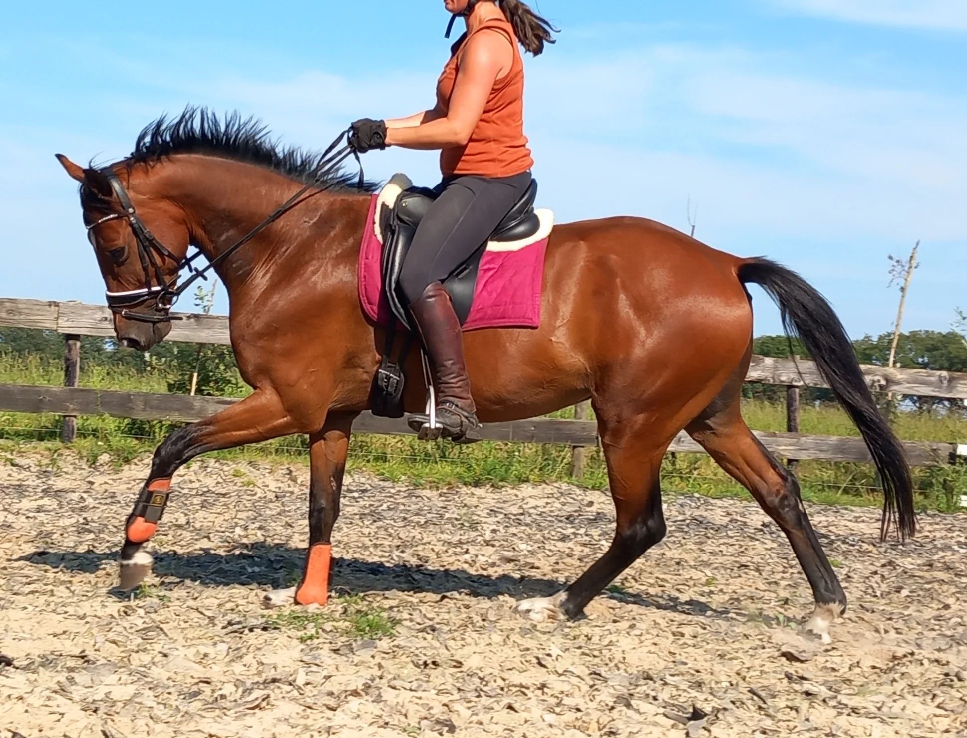 kwpn paard ruin 7 Jahre alt bruin zu verkaufen - Foto 3