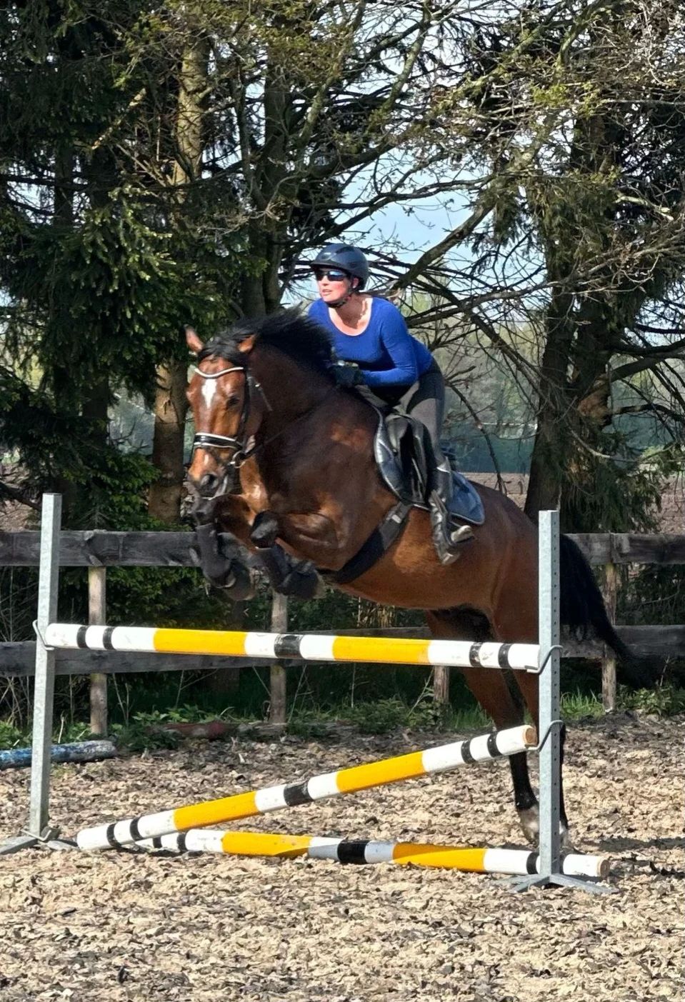 kwpn paard ruin 7 Jahre alt bruin zu verkaufen - Foto 4
