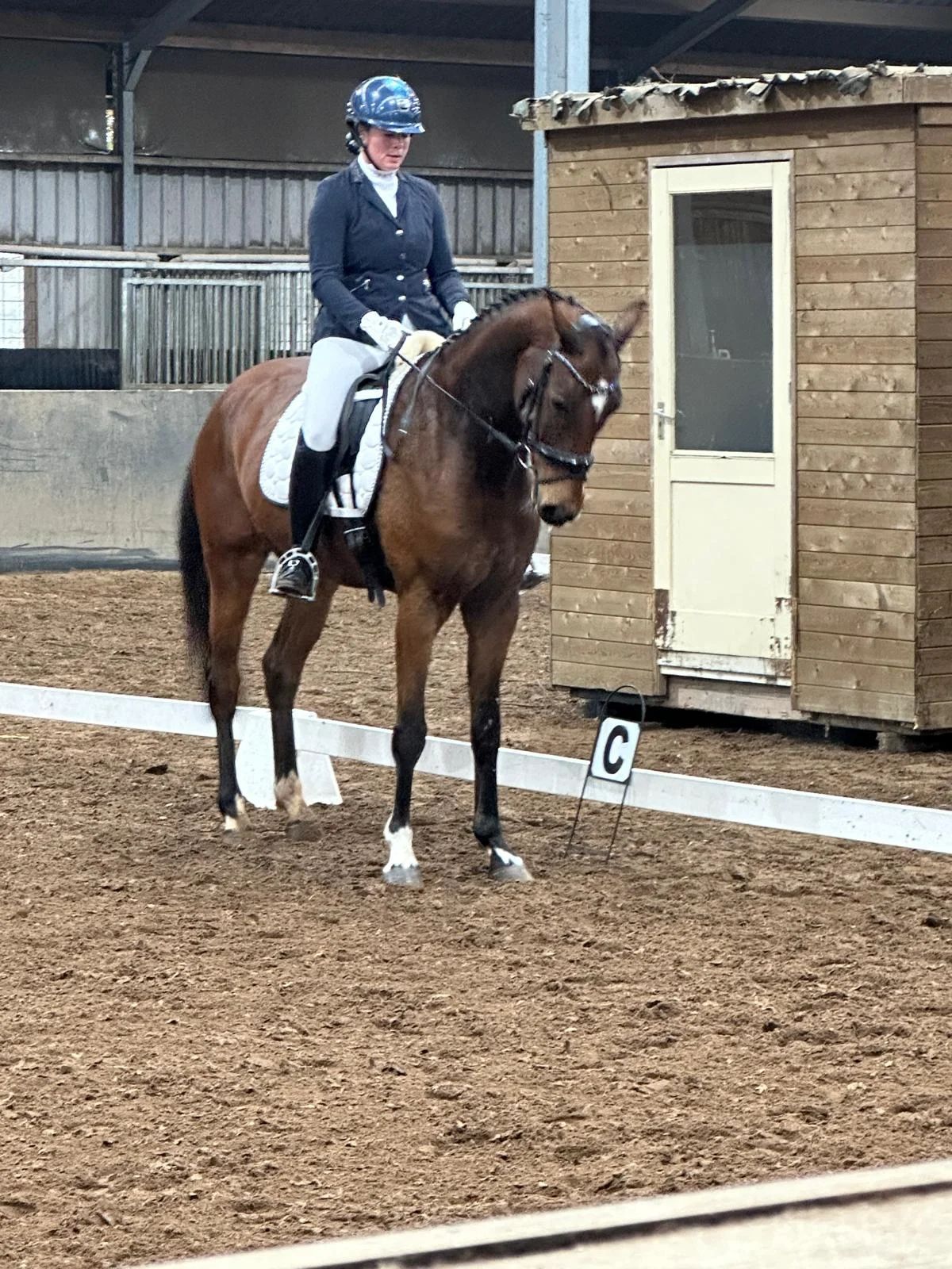 kwpn paard ruin 7 Jahre alt bruin zu verkaufen - Foto 5