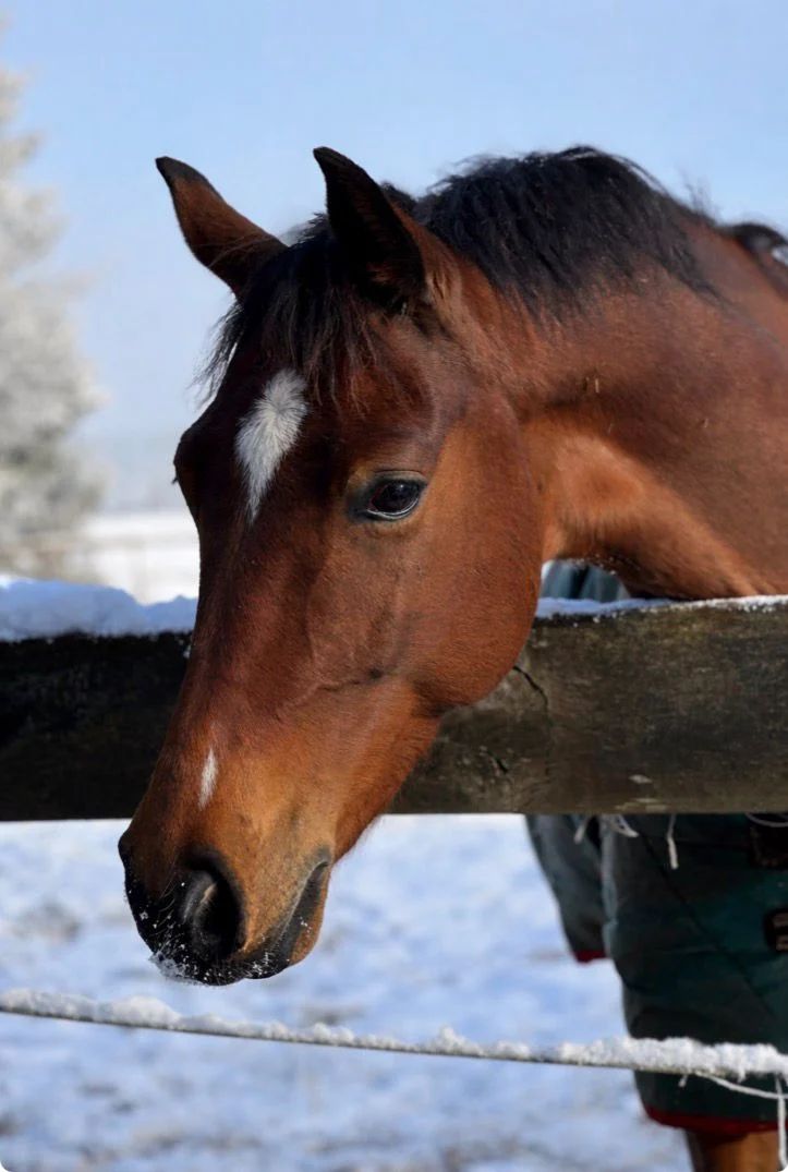 kwpn paard ruin 7 Jahre alt bruin zu verkaufen - Foto 6