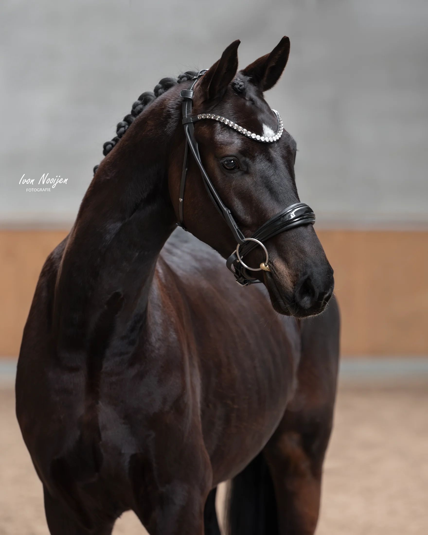 kwpn dressuurpaard ruin 3 years old zwart for sale - Photo 2