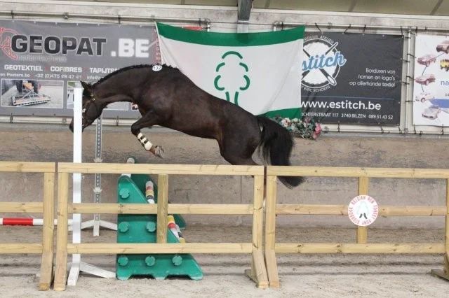 Hengst ter dekking
