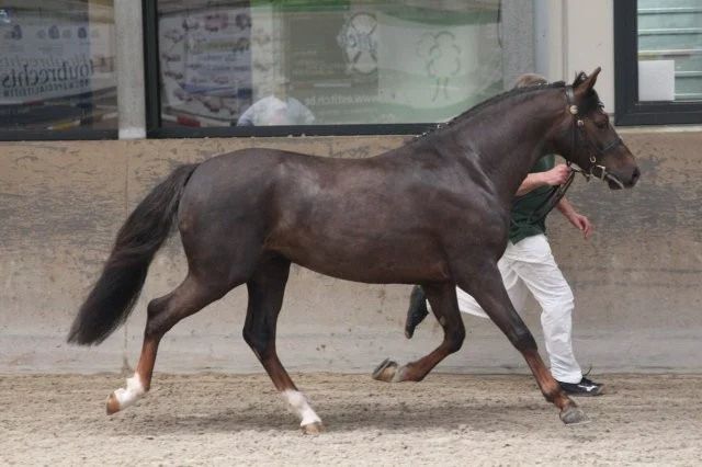Hengst ter dekking - Photo 2