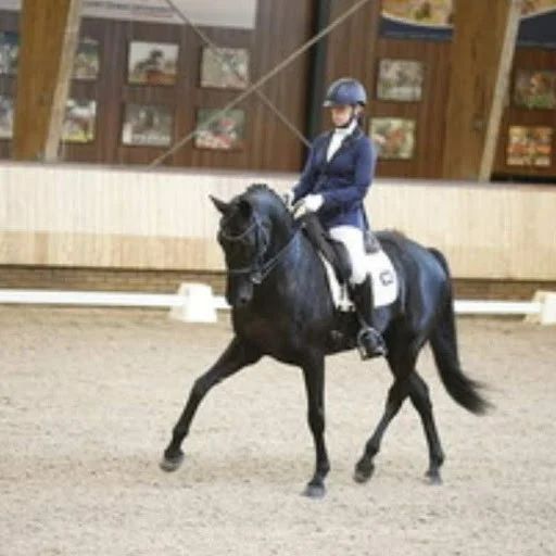 kwpn dressuurpaard merrie 9 years old zwart for sale - Photo 3
