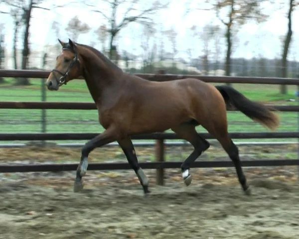 kwpn dressuurpaard merrie 9 years old zwart for sale - Photo 5