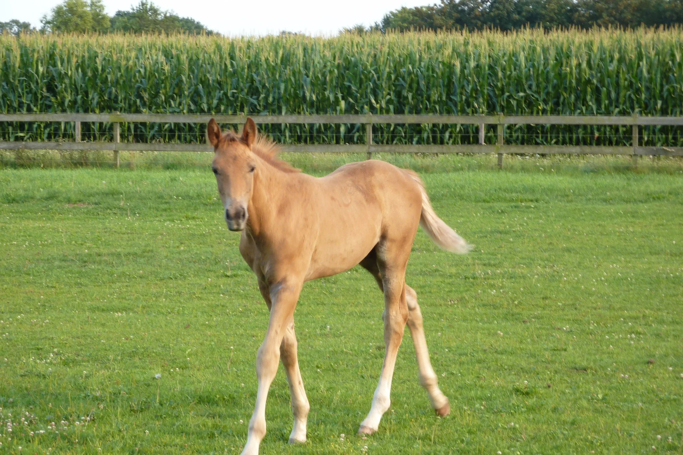 kwpn dressuurpaard merrie 9 years old zwart for sale - Photo 6