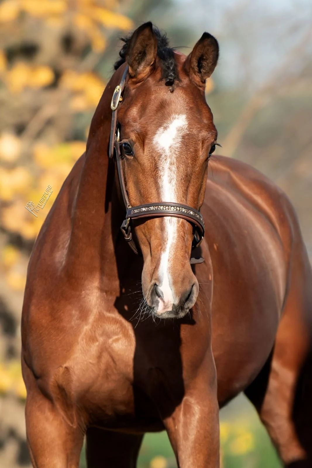 kwpn dressuurpaard merrie 4 ani kastanje de vânzare - Foto 2
