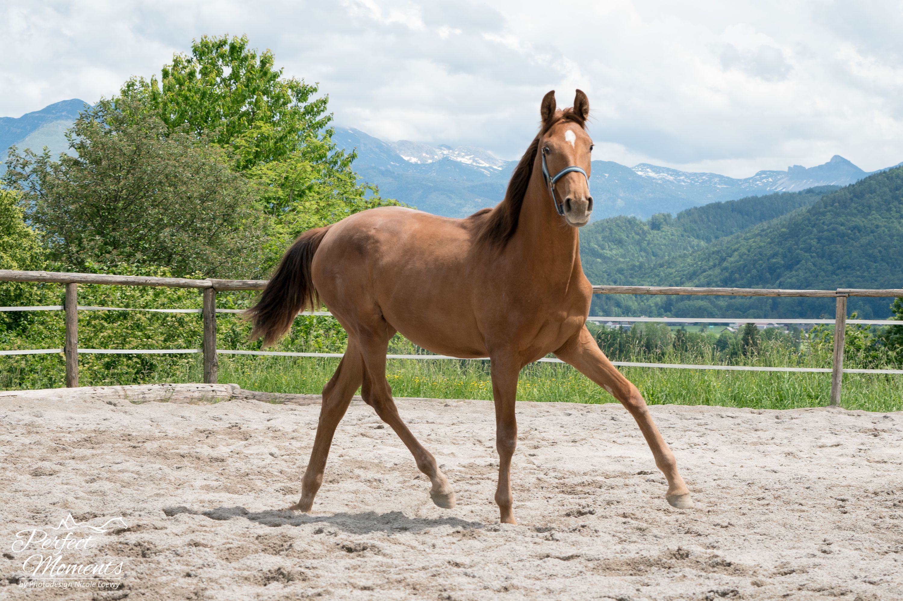 hannoveraan dressuurpaard merrie 3 jaar te koop - Foto 2