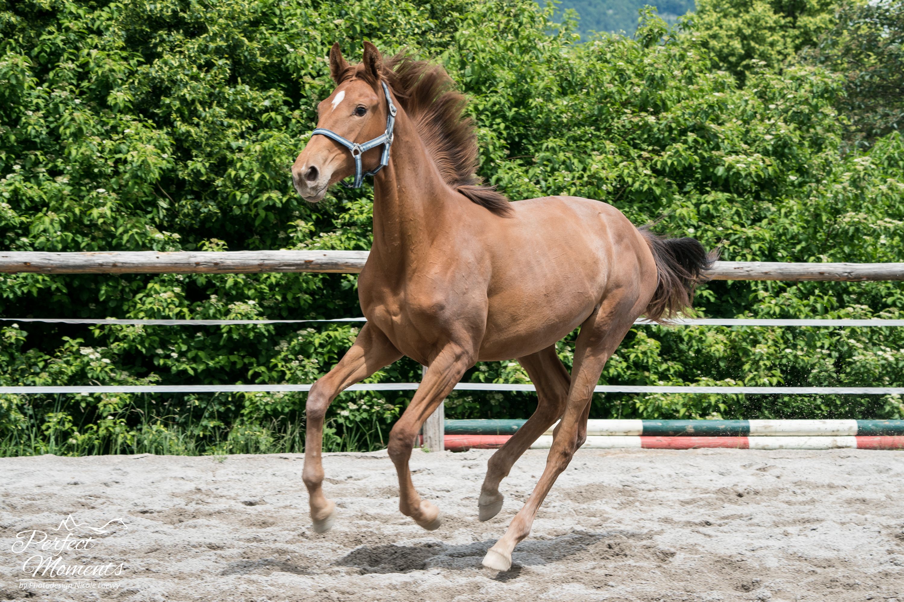 hannoveraan dressuurpaard merrie 3 jaar te koop - Foto 3