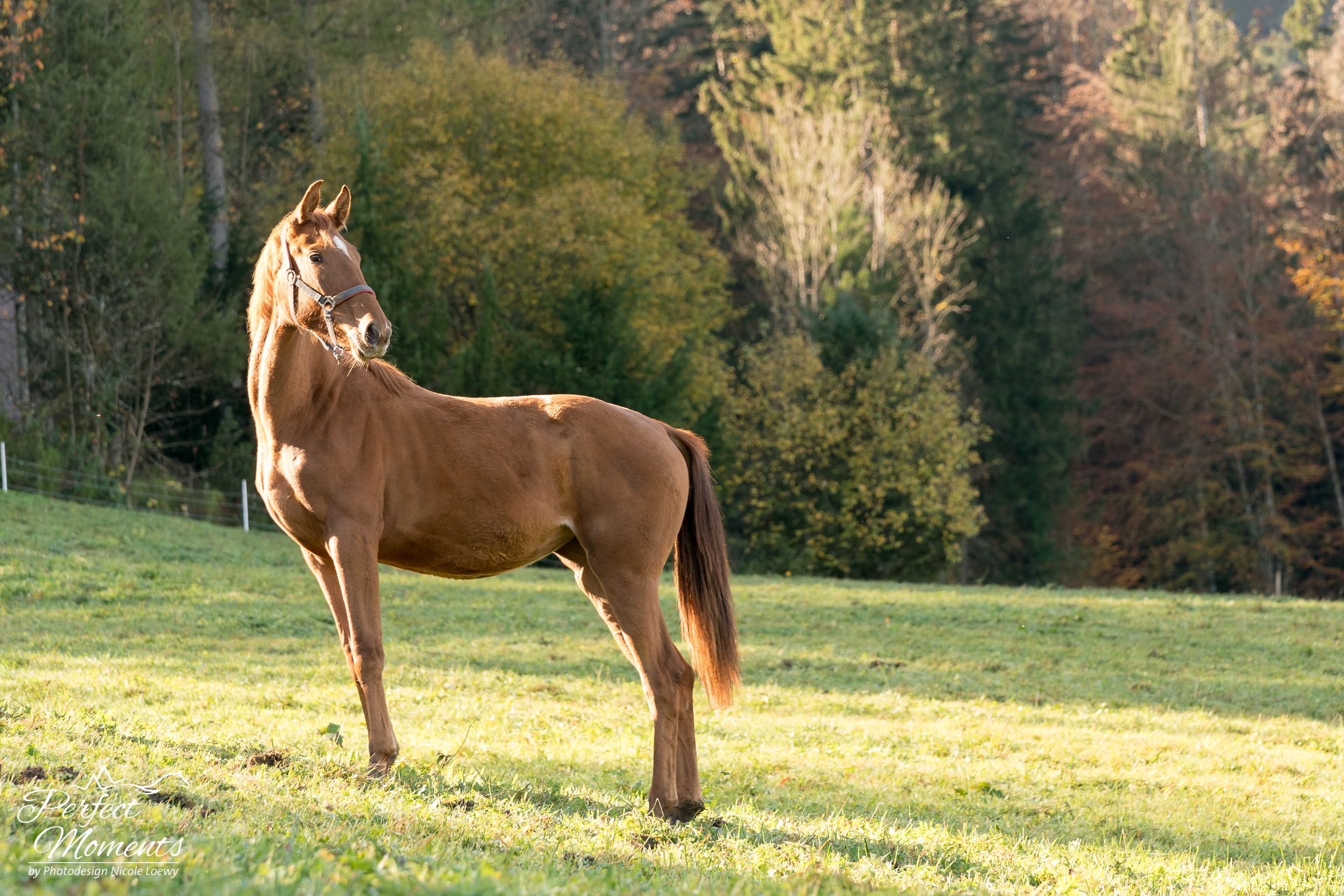 hannoveraan dressuurpaard merrie 3 jaar te koop - Foto 6