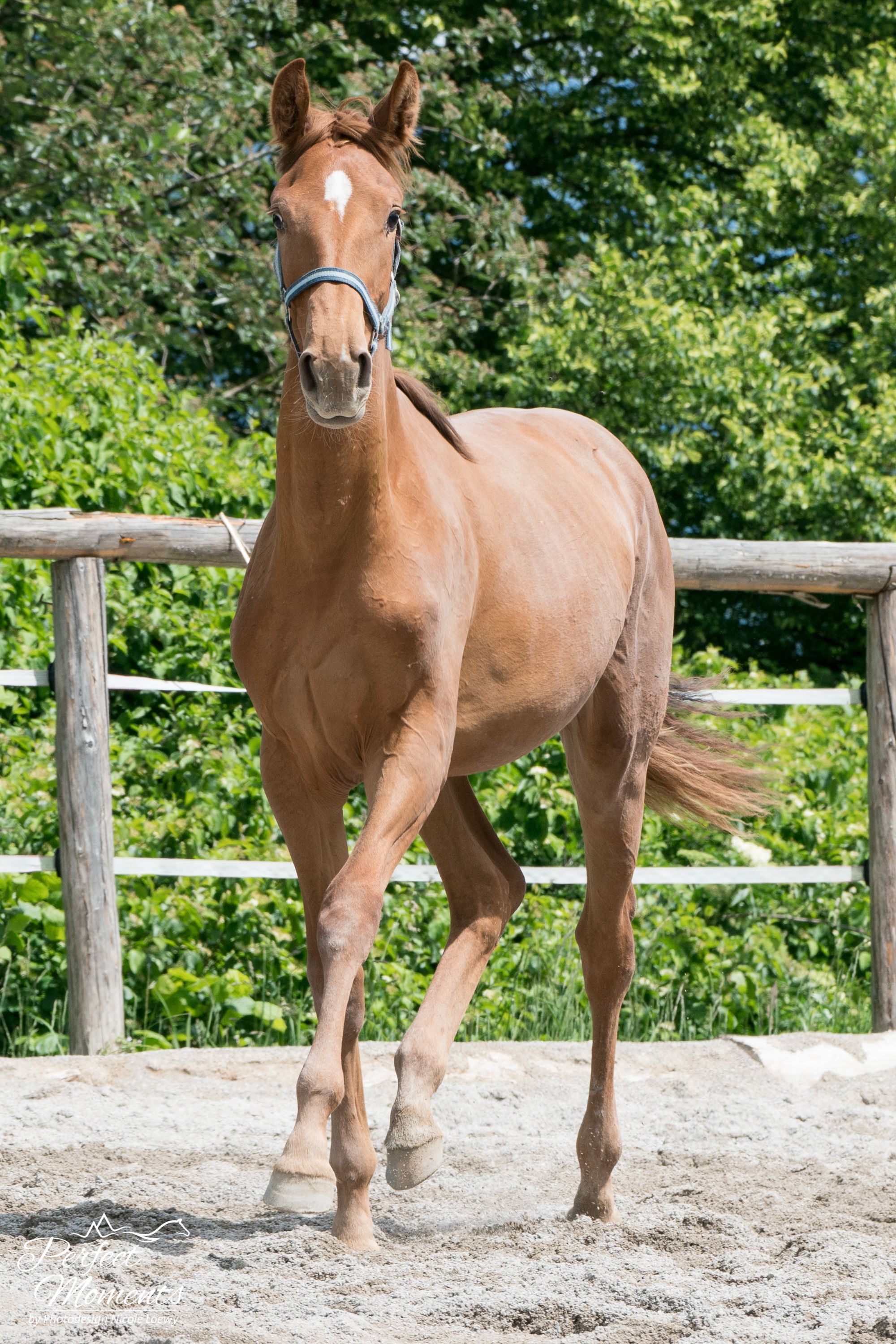 hannoveraan dressuurpaard merrie 3 jaar te koop - Foto 4